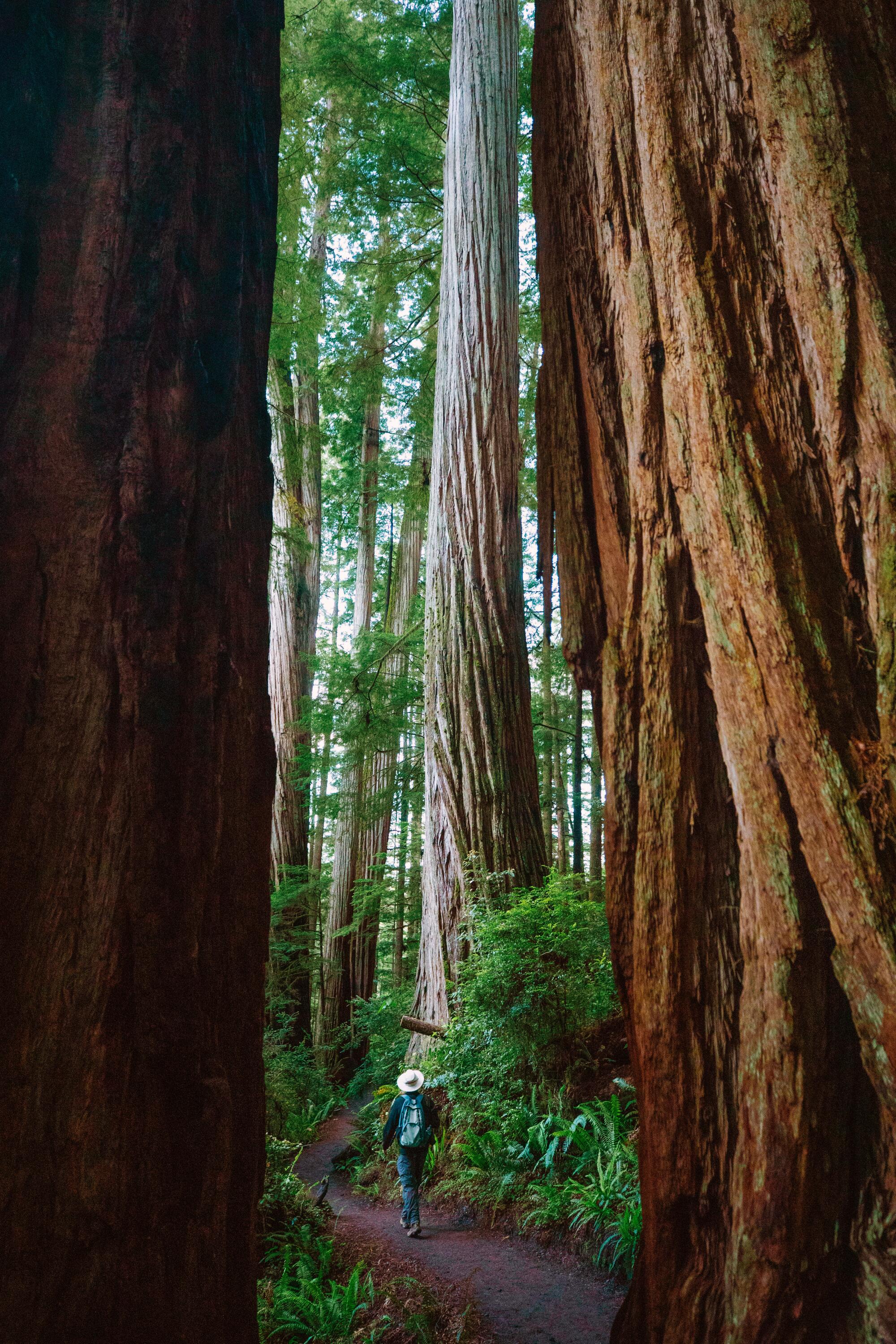 A hiker walks among tall redwood trees. 
