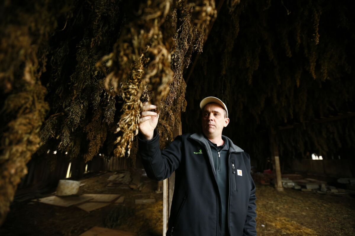 Brian Furnish, part owner of Ananda Hemp, examines drying hemp buds in what was once a tobacco barn in Cynthiana, Ky.