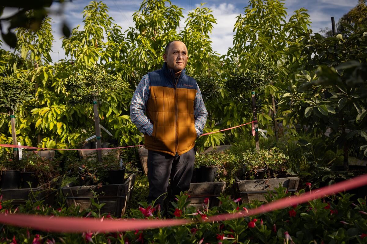 A man stands amid fruit trees stripped of their fruit