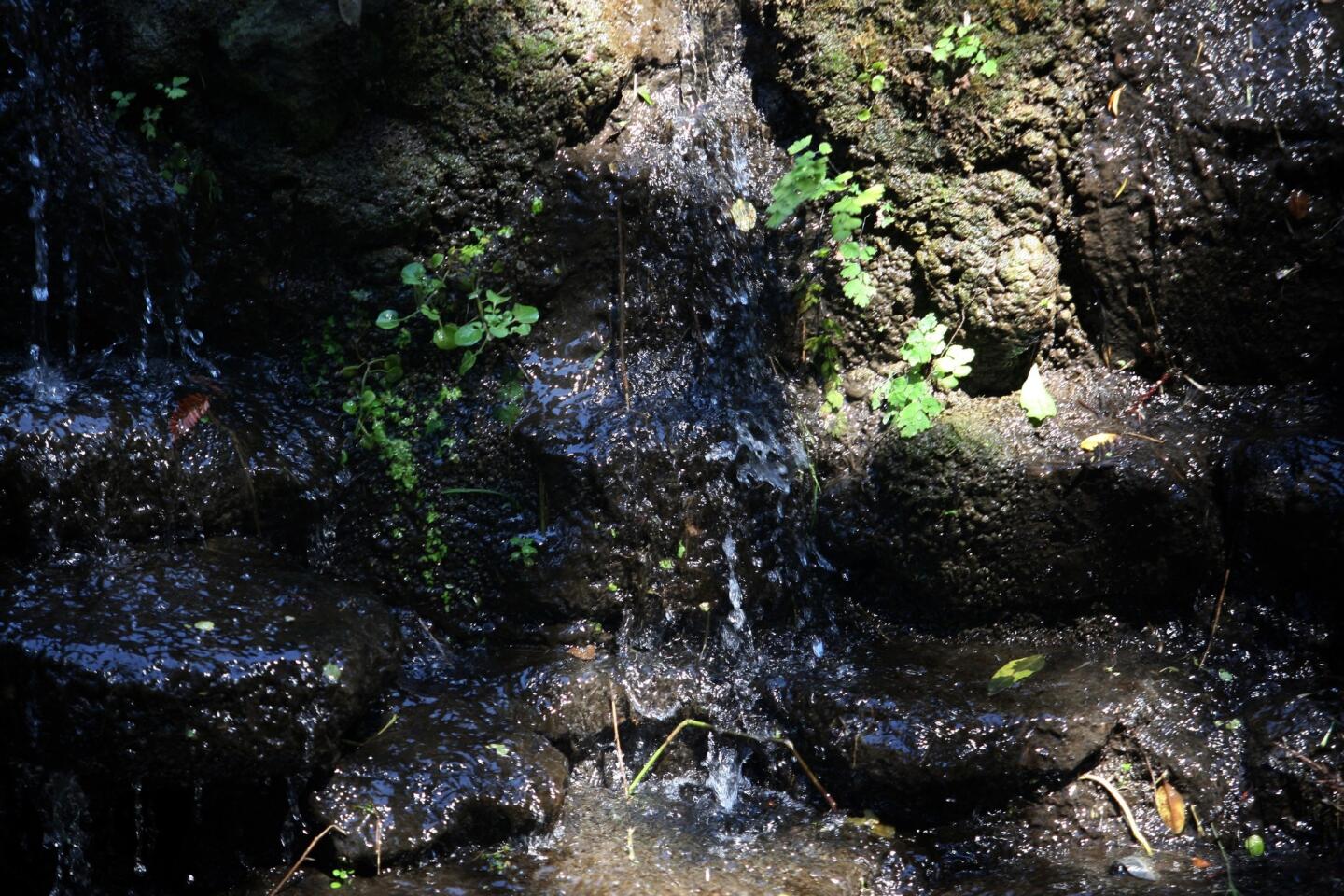 Fern Dell walk: Sweet springs