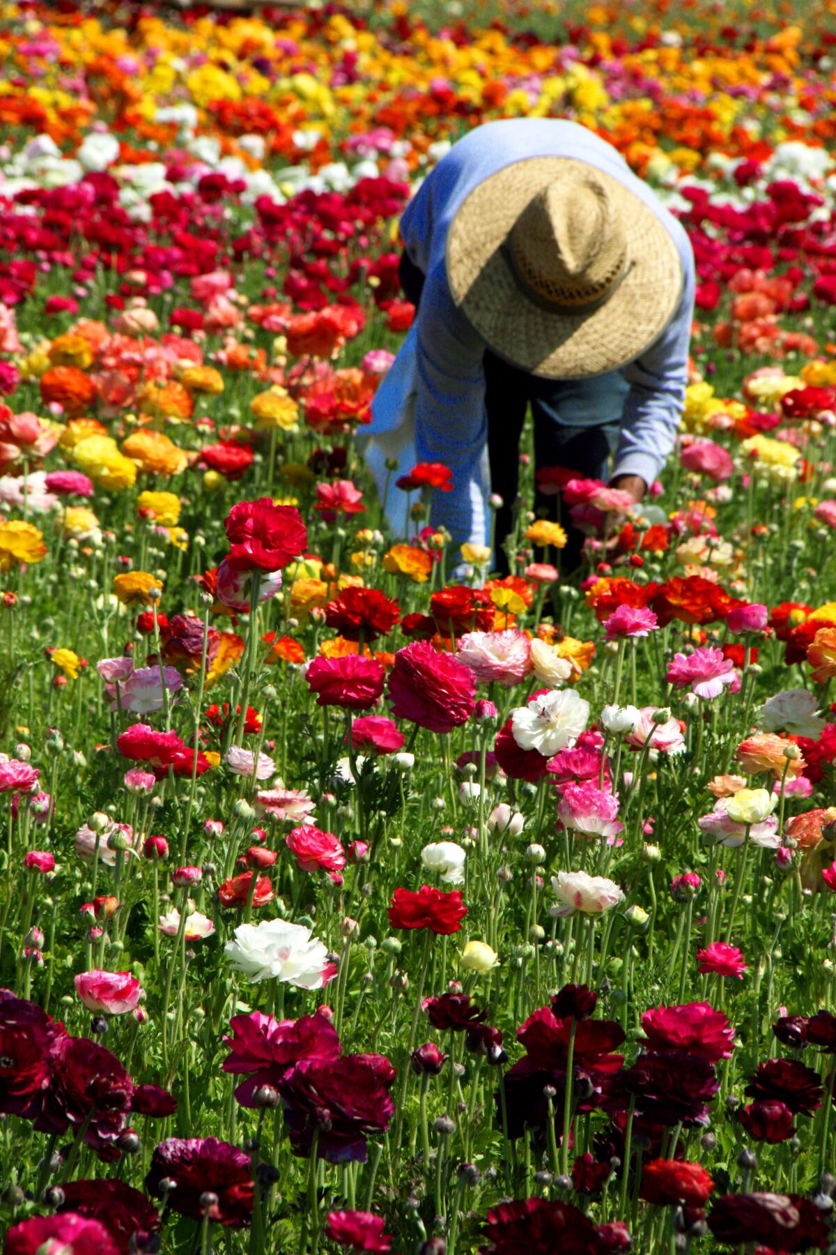A worker picks blooms for shipment in The Flower Fields in Carlsbad.