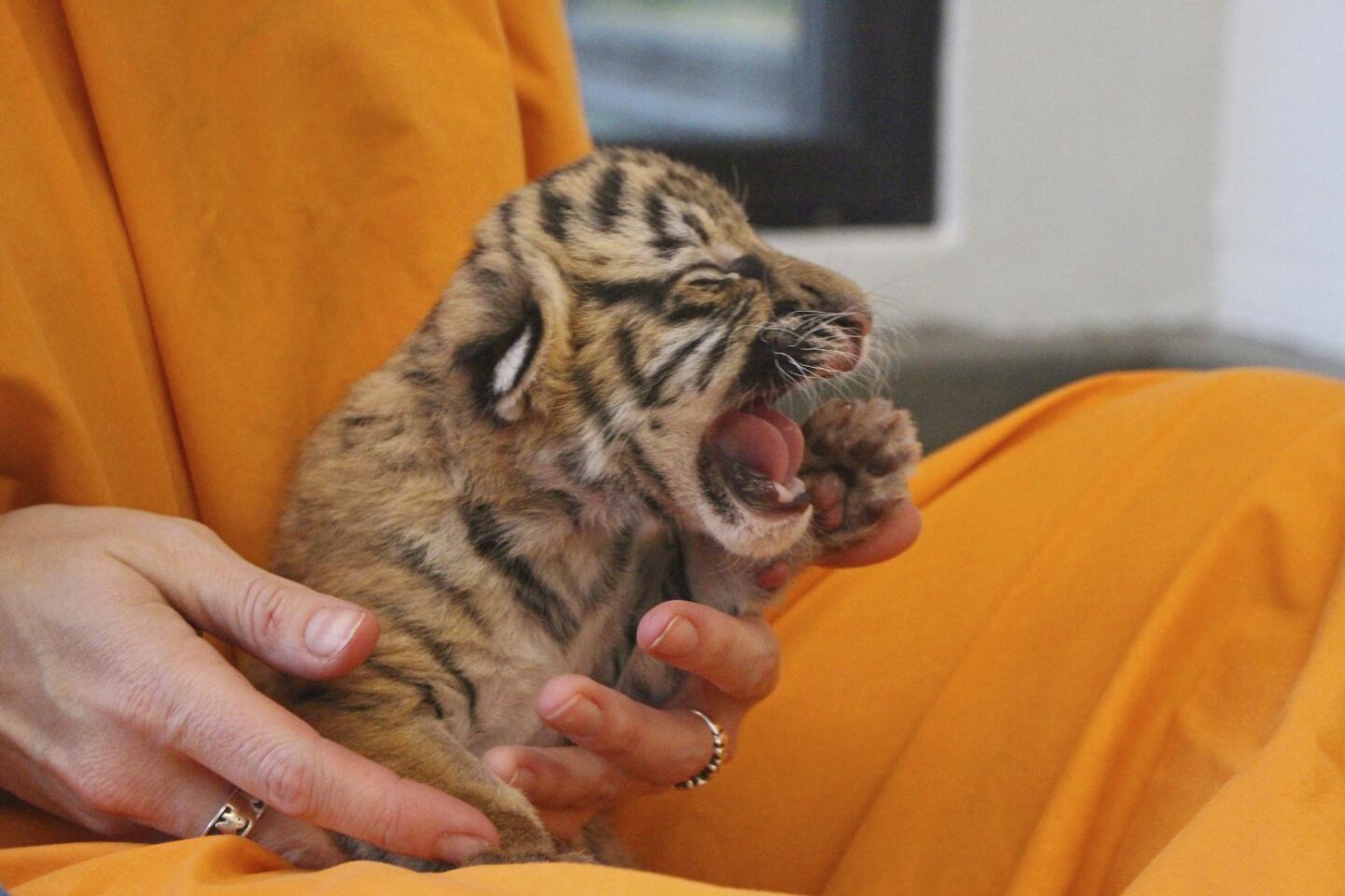 Cincinnati Zoo & Botanical Garden keeper Amanda Weisel holds a newborn Malayan tiger cub in the zoo's nursery in Cincinnati on Feb. 7, 2017. A Malayan tiger named Cinta gave birth to three cubs Feb. 3, 2017, and zoo officials say that because the first-time mother's maternal instincts didn't kick in, employees in the zoo's nursery will keep the cubs warm and feed them before they are placed in an outdoor habitat.