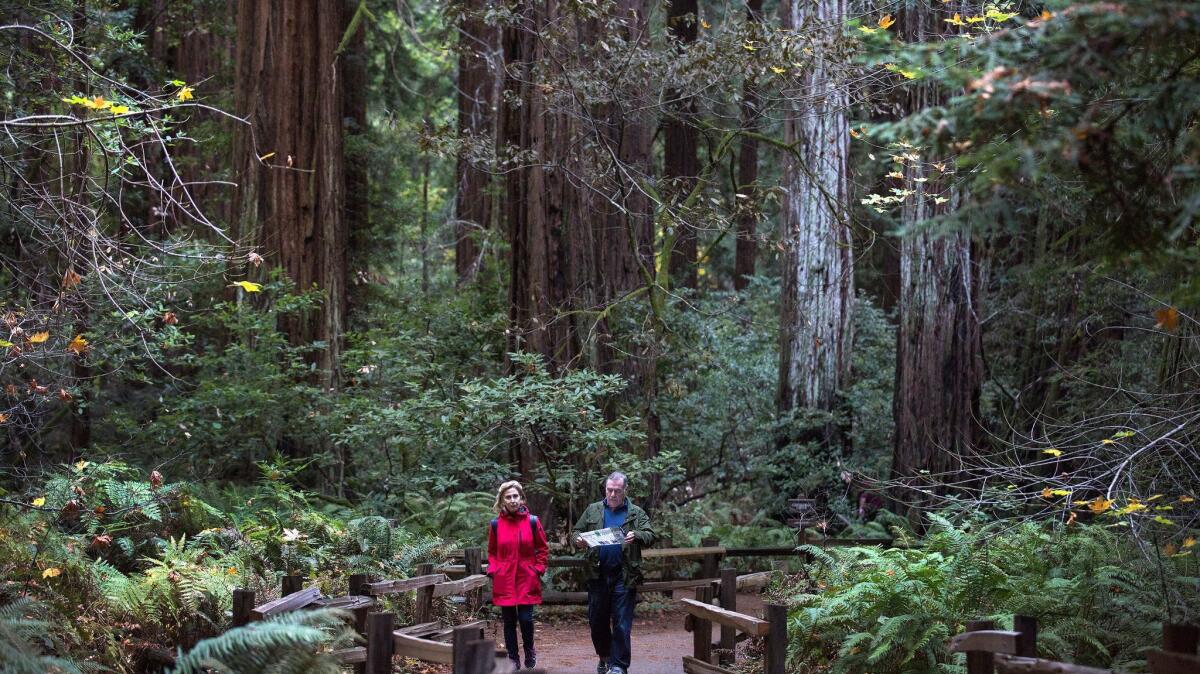 Visitors on the Fern Creek Trail walk among giant redwood trees at Muir Woods National Monument.
