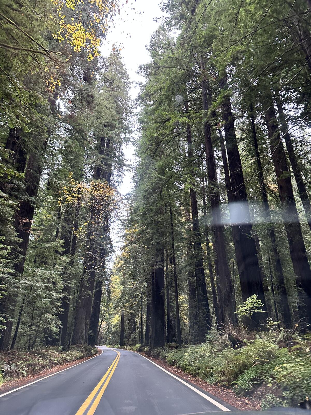 The scenic Avenue of the Giants route in Humboldt County.