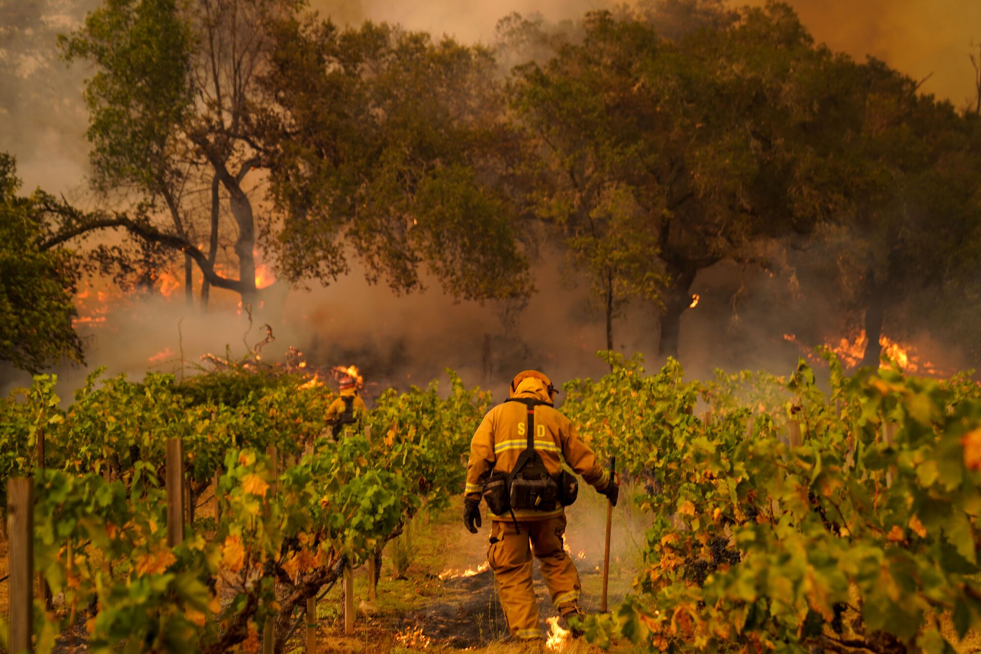 Firefighters from the Sacramento Fire Department work to contain the Glass fire in Napa County.