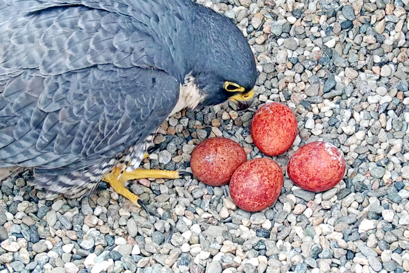 Annie, a peregrine falcon that nests atop a bell tower at UC Berkeley, watches over four eggs laid in early March