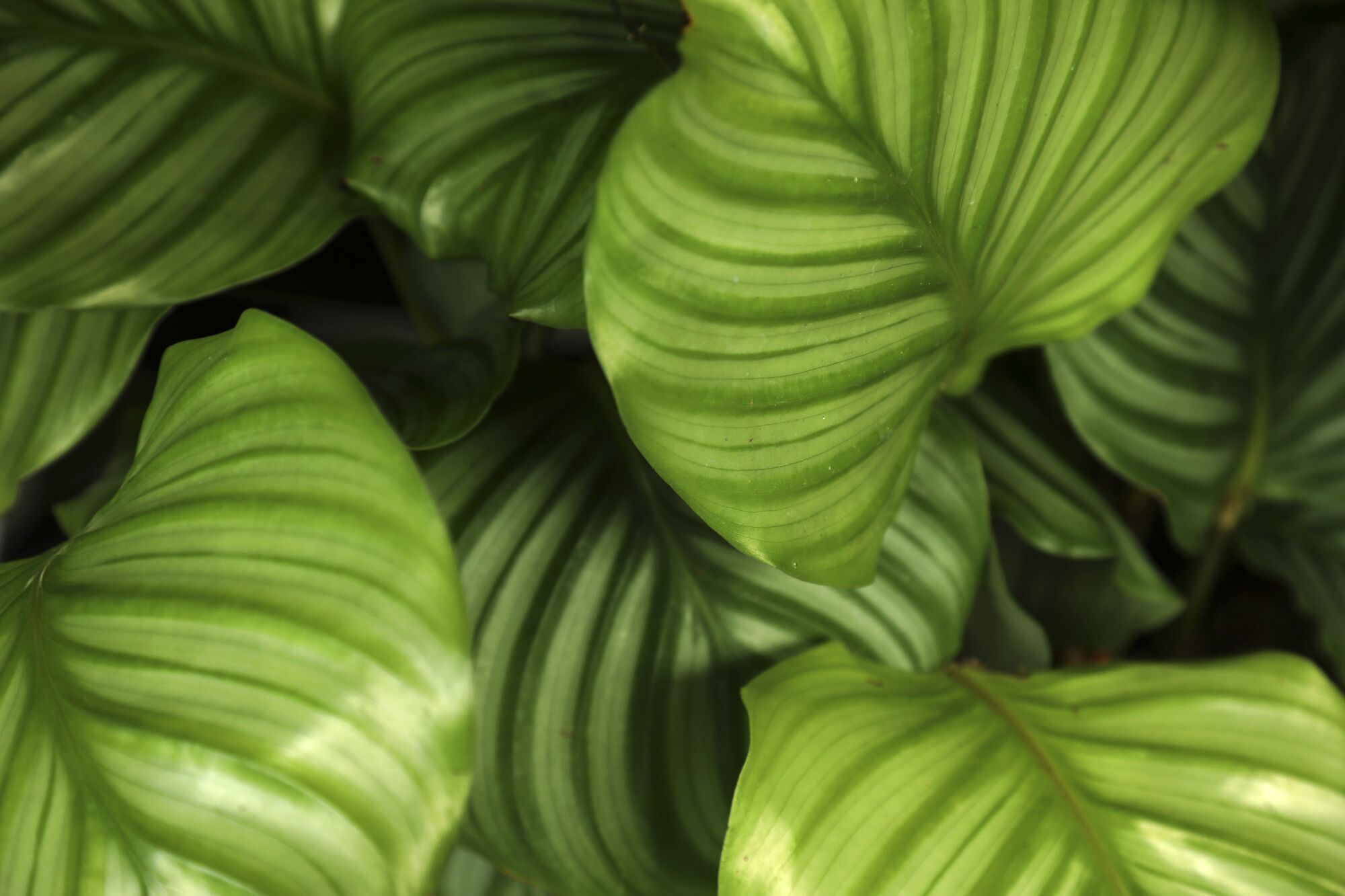 A detailed image of the striped leaves of the green, leafy Calathea orbifolia plant.