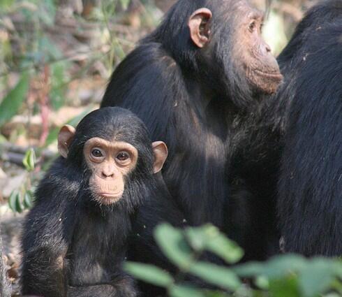 A baby chimp
