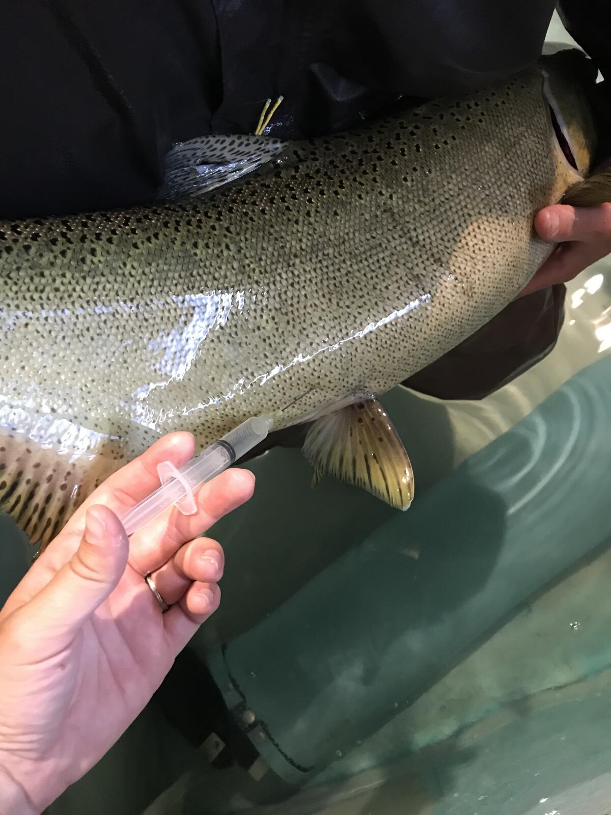 Biologists at the Livingston Stone National Fish Hatchery inject a female winter-run chinook salmon with thiamine. 