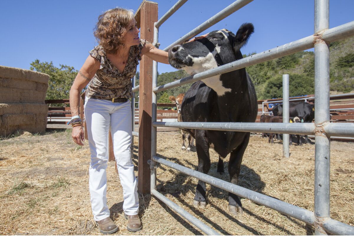 Kat Taylor runs a ranch in Pescadero, Calif., with her husband, billionaire Tom Steyer, where they are determined to prove that unconventional methods of raising cattle can yield surprisingly profitable - and sustainable - results.