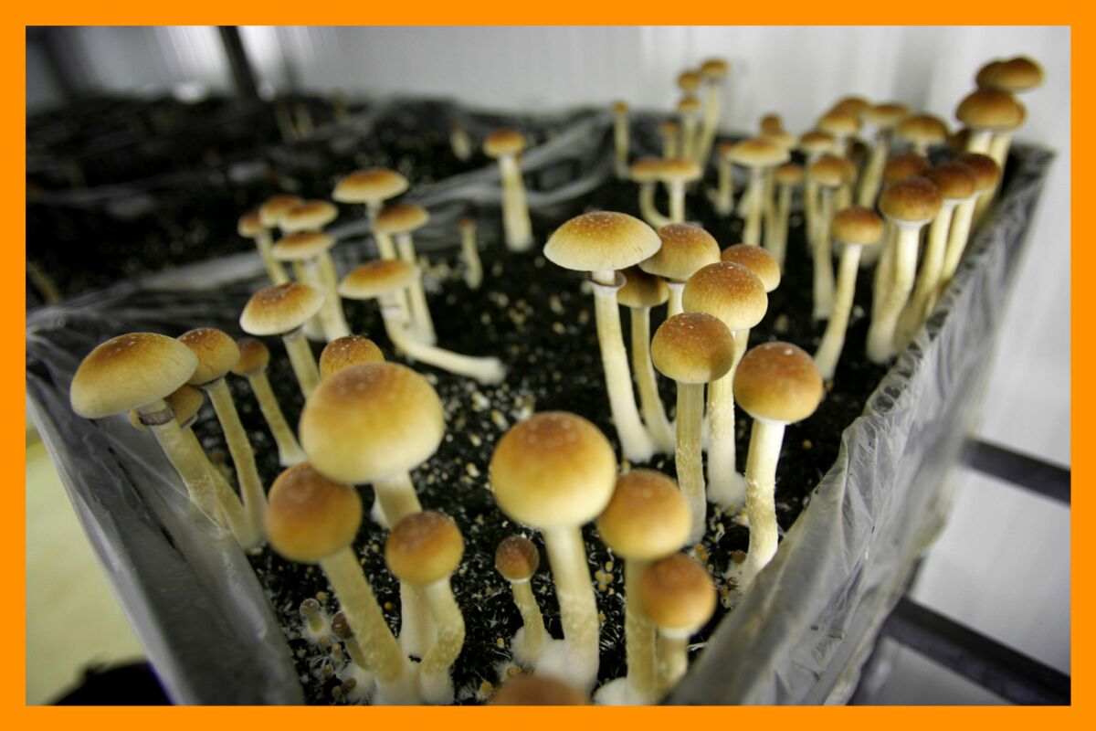 Psilocybin mushrooms are seen in a grow room.