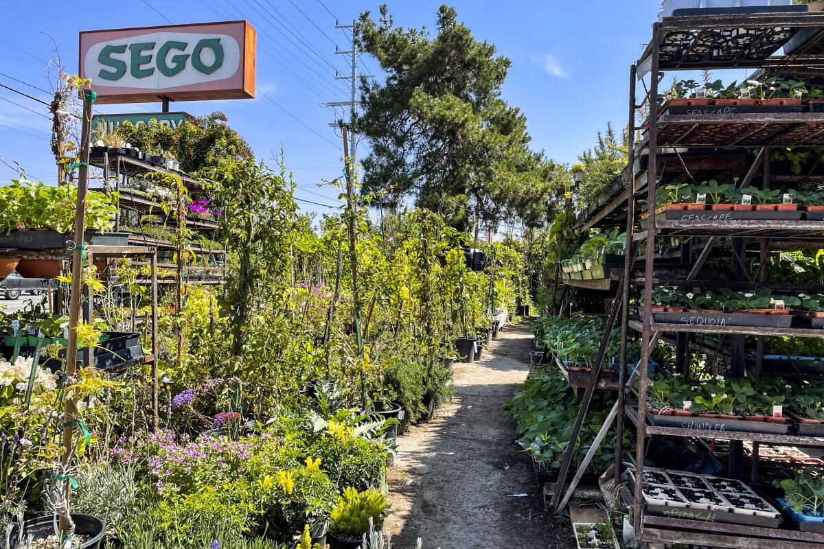 Sego Nursery in Valley Village, an old-school nursery with a huge selection, especially for edible gardens.