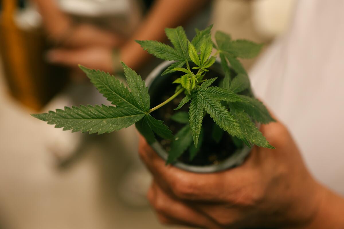 A hand holding a young green cannabis plant in a small pot. 
