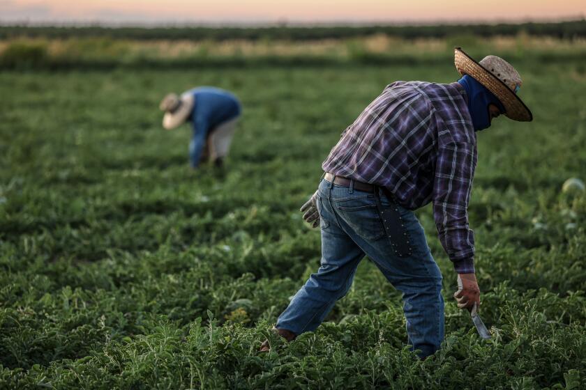 California, Wednesday, September 10, 2025 -Reporter Britttney Mejia joins farmworkers picking melons. (Robert Gauthier/Los Angeles Times) Note - by agreement with the farm owner, we are not to show any images the can identify the name and the place of the farm.