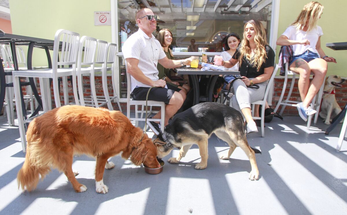 Kiké, a toller retriever, left, and Rosie, a German Shepard, enjoy the Blue Buffalo Kibble dish with bone broth gravy and rice, at The Compass restaurant in Carlsbad Village on Tuesday.