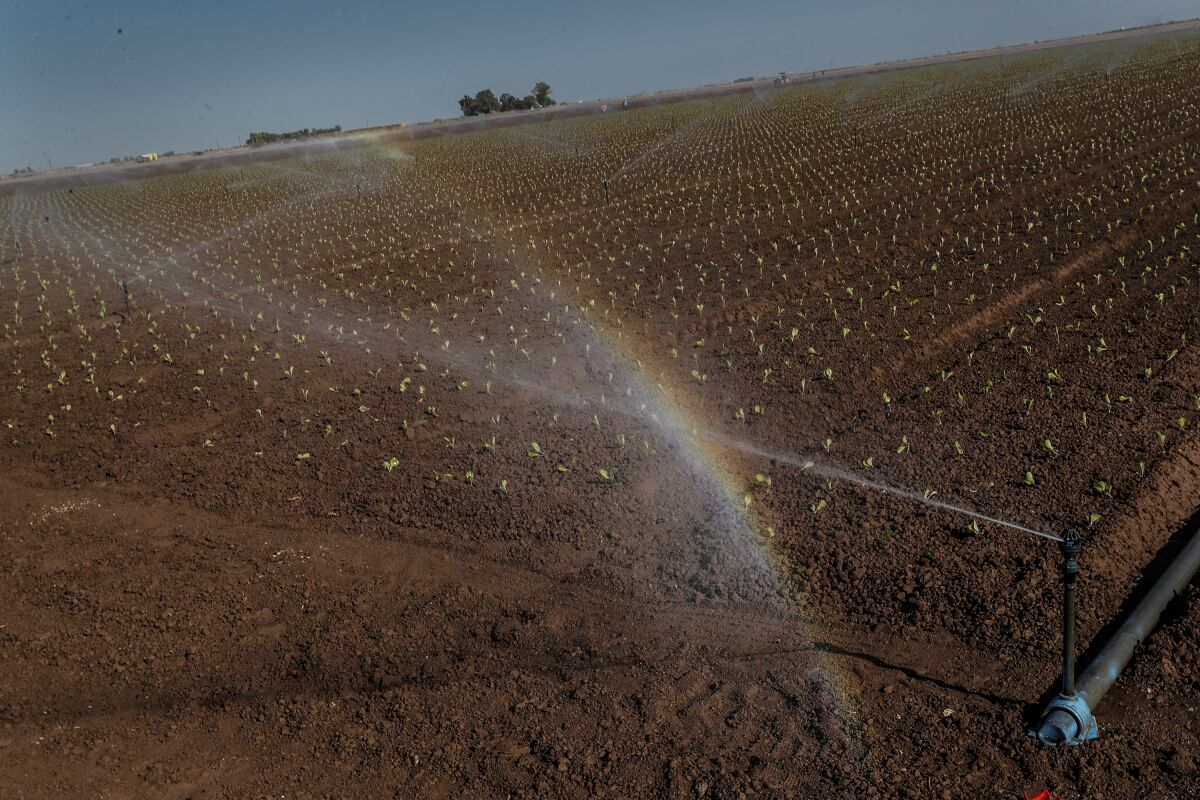 Sprinklers spray water on a large field of brown dirt with fledgling plants.