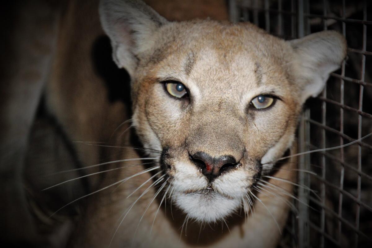 P-99 is a female mountain lion in the National Parks Service study.