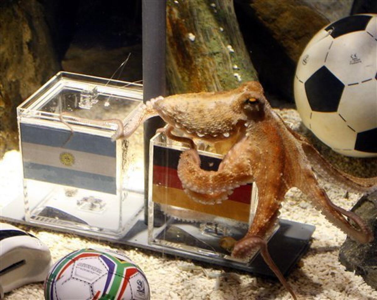 Octopus Paul holds on to the German box, prior to the quarterfinal match of the Soccer World Cup match in South Africa between Germany and Argentina to be played on Saturday, in the SeaLife Aquarium in Oberhausen, Germany, Tuesday, June 29, 2010. The Octopus has proved to be a reliable oracle in the past - he predicted Germany’s win over Australia, Ghana and England as well as its loss to Serbia. During the 2008 European Championship, he predicted 80 percent of all German games correctly. (AP Photo/dapd/Roberto Pfeil)