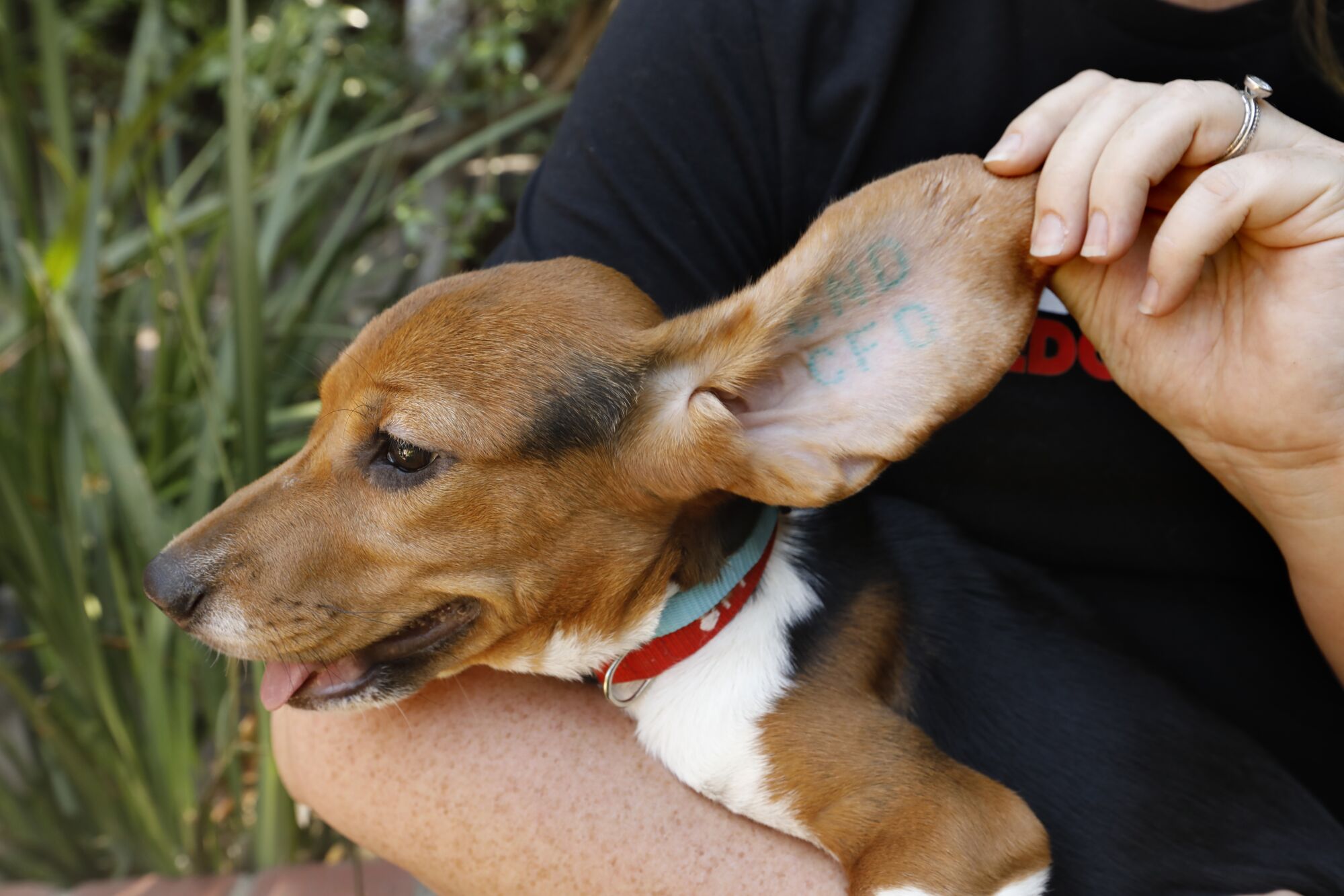 A beagle used for testing bears six-letter serial numbers tattooed on the insides of their ears.