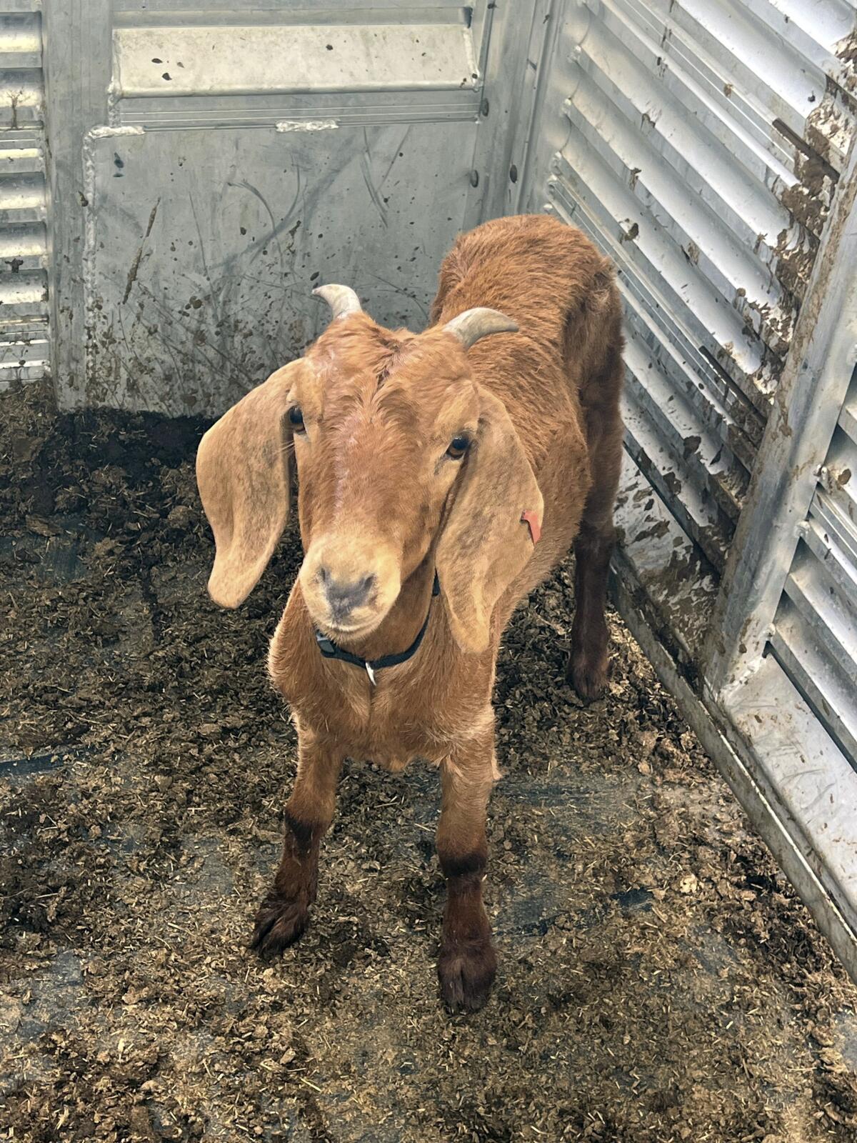 Willy the Texas rodeo goat, on the lam for weeks, has been found safe - The  San Diego Union-Tribune