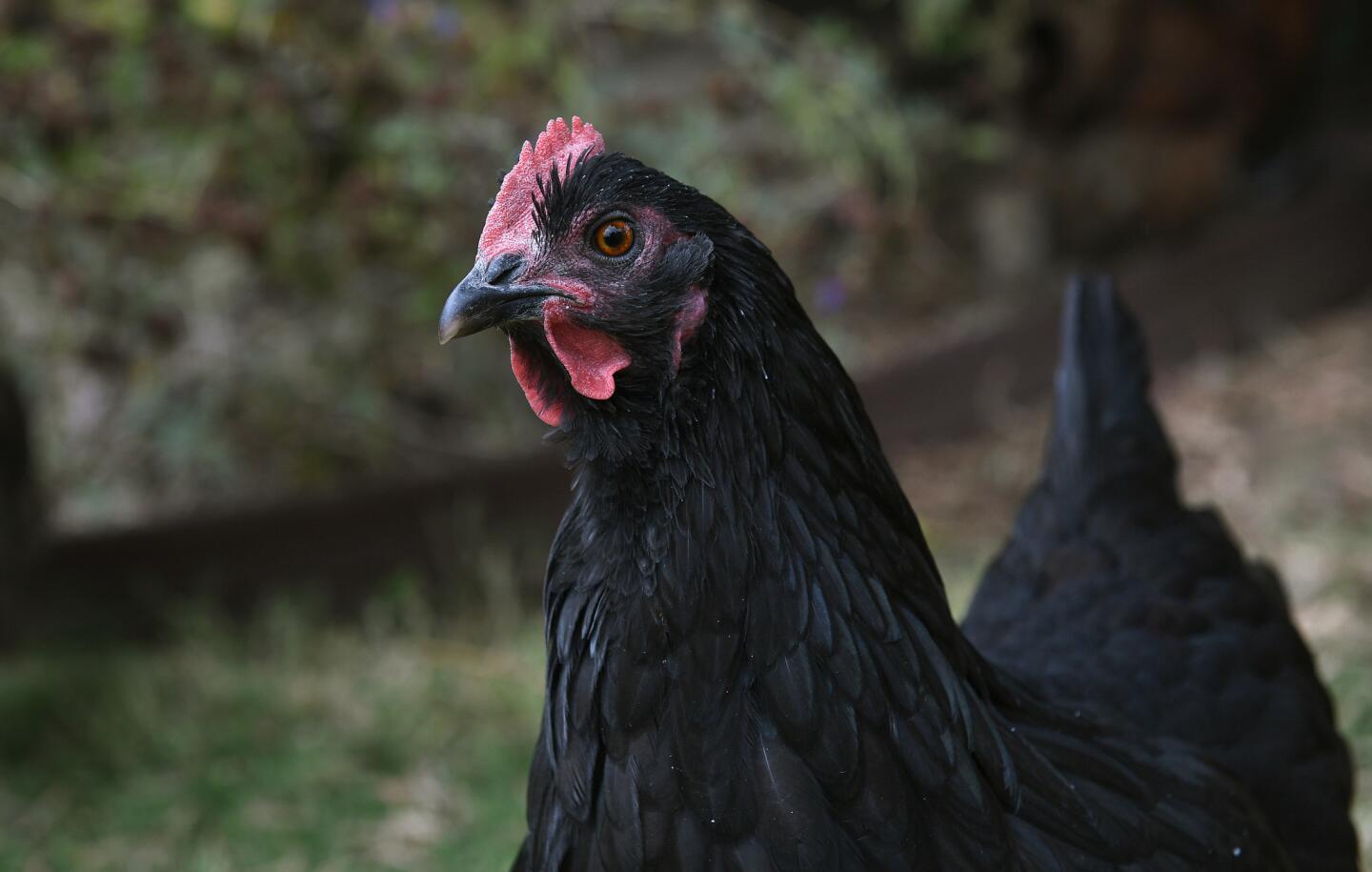 A zero-waste homestead in Altadena