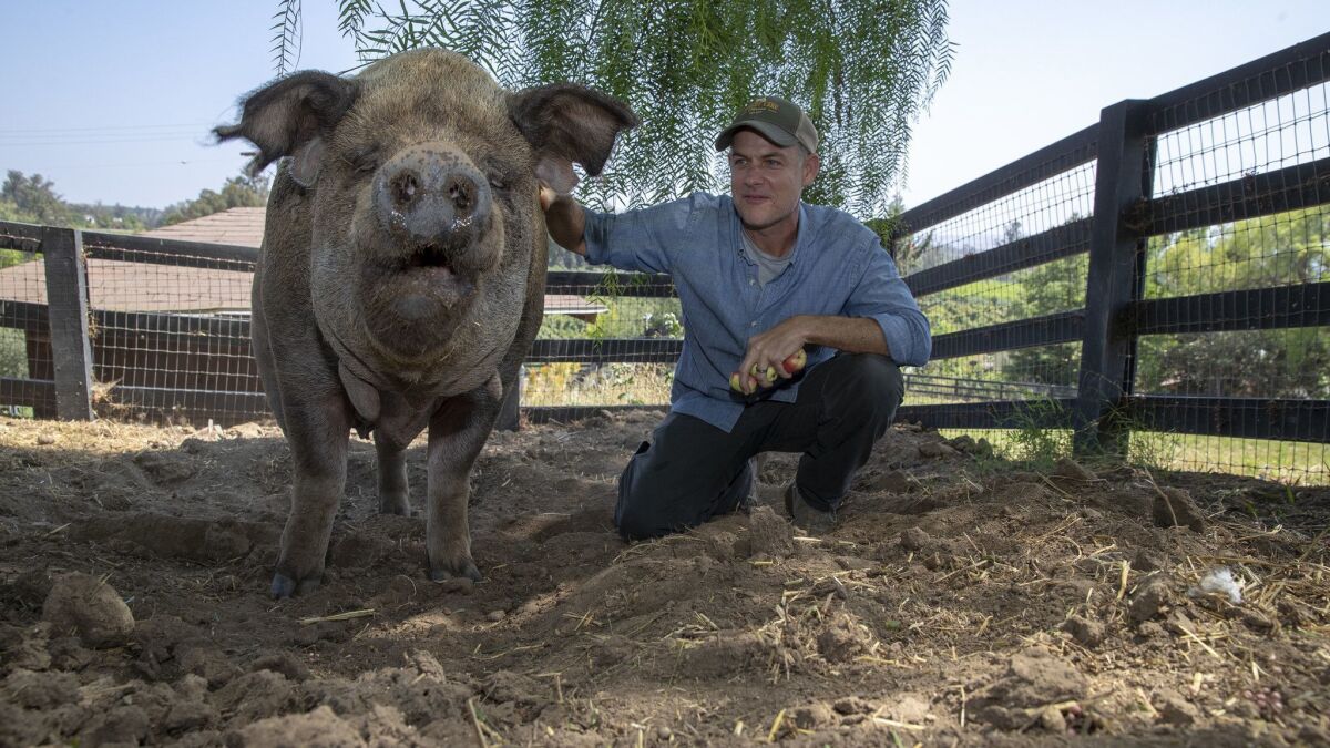 John Chester with the farm's 700-lb. pig, Emma.