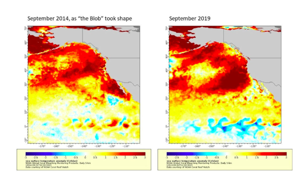 Comparing the 2014 blob and the warm mass of water today.