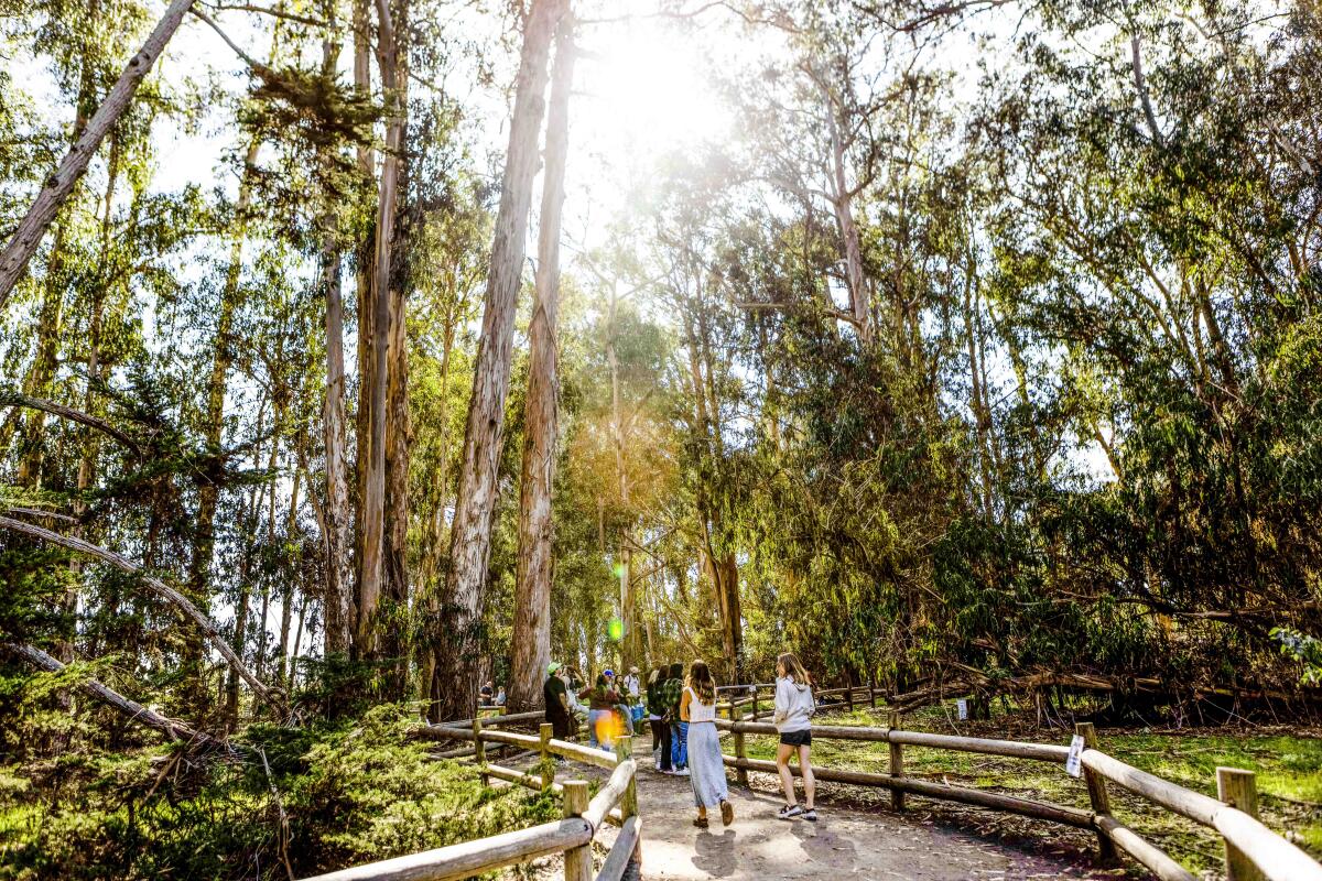 Visitors walk on a wooden boardwalk among tall trees in Pismo State Beach Monarch Butterfly Grove.