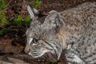 Bobcats’ features include tufted ears, and fluffy tufts of fur on their lower cheeks.
