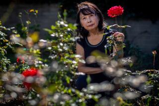 Alhambra, CA - January 30: Alice Lin poses with roses she planted to cope with her depression after she was scammed out of her nest egg, losing $720,000 in all too typical online fraud case. Alice Lin, 81, trusted a man she met online and invested her nest egg with him. now she's suing the bank that allowed her massive withdrawals without question, despite rampant financial fraud targeting seniors. She lives with a disabled son. Ms. Lin, a two-time widow, wants her story told to warn other seniors. Photo taken at her home in Alhambra Tuesday, Jan. 30, 2024. (Allen J. Schaben / Los Angeles Times)