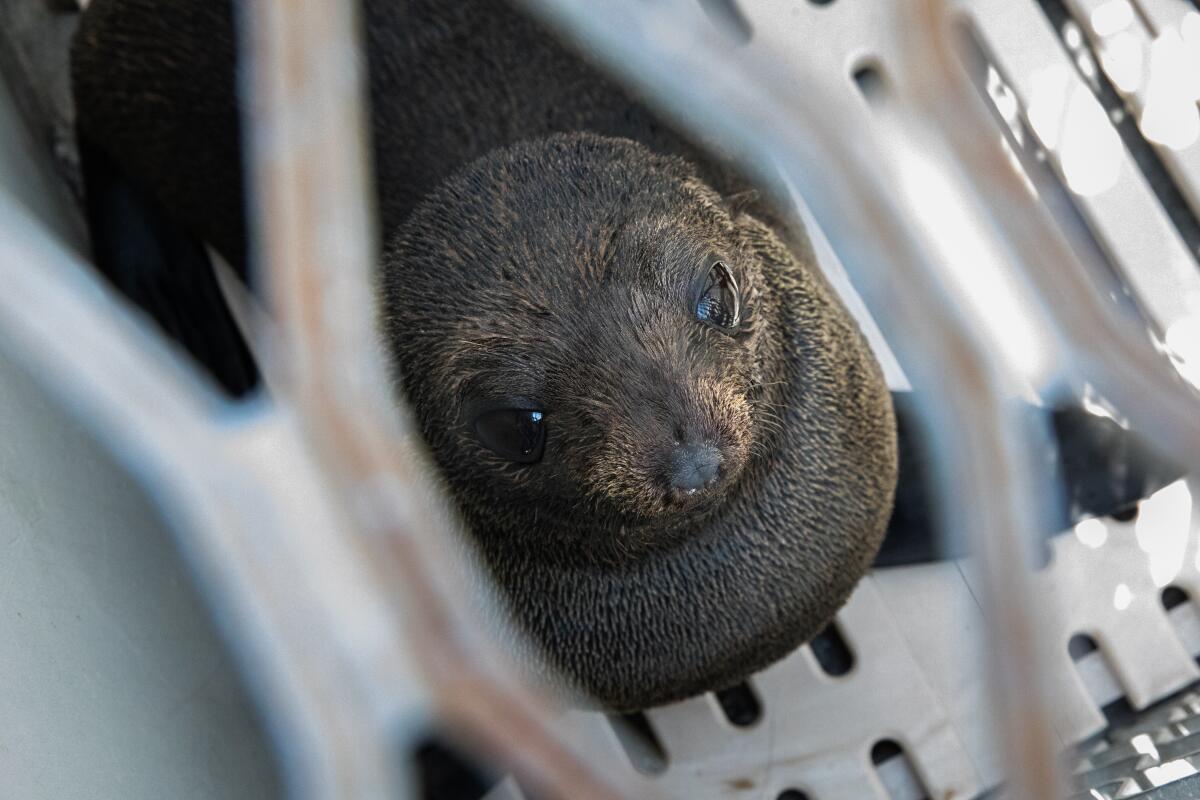 A young Guadalupe fur seal 