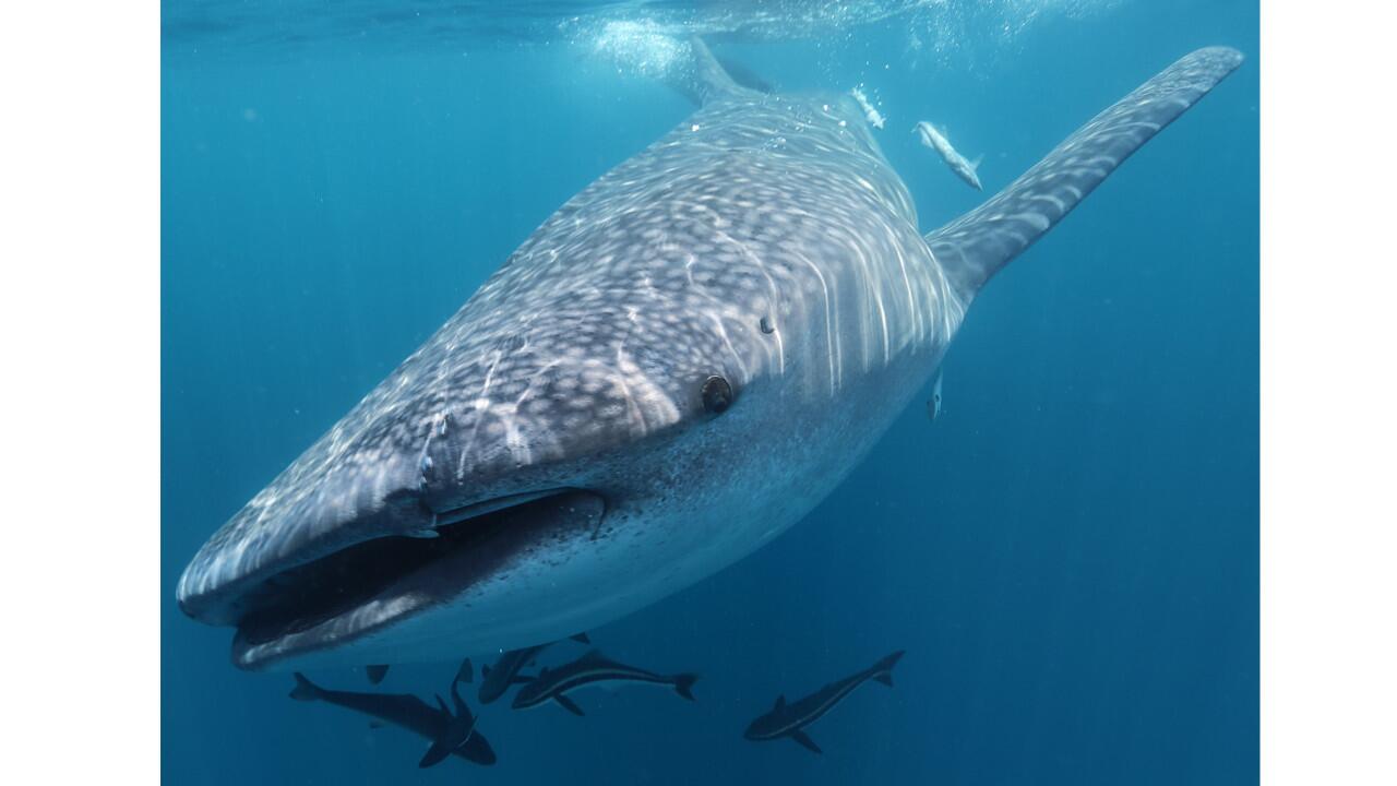 Scientists are using cloud computing and AI to track these mysterious,  beautiful whale sharks