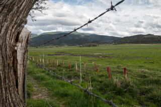 Colorful flags meant to deter wolves flutter on a wire next to grazing land.
