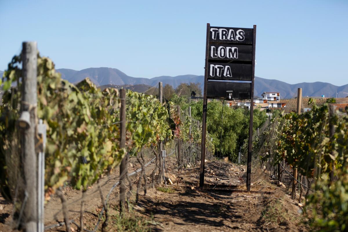 A sign for Traslomita restaurant among grapevines