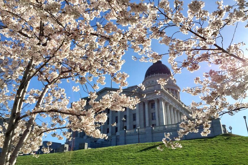 Utah state capitol framed by cherry blossoms