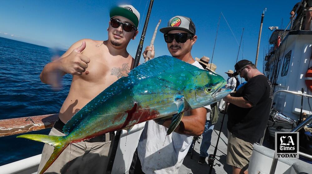 LA Times Today: What's driving the mahi-mahi craze off SoCal shores - Los  Angeles Times