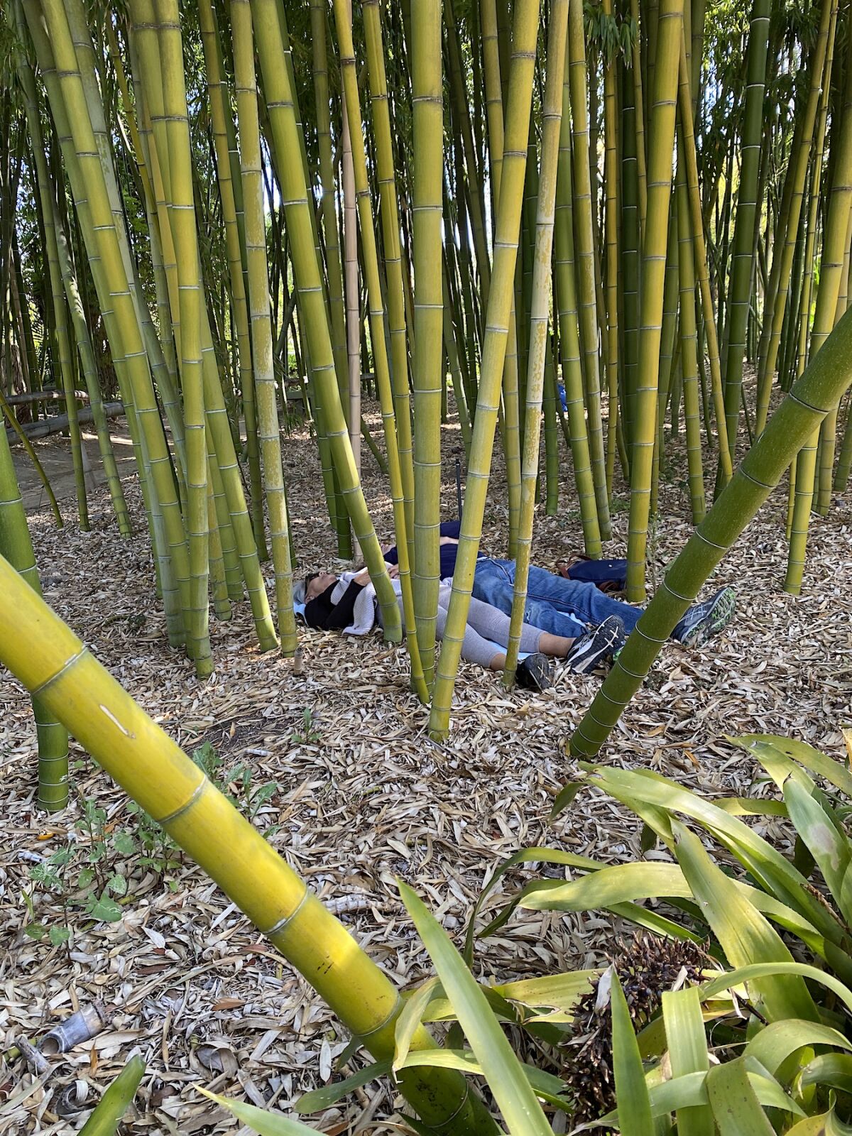 Forest Bathing option: enjoying the Bamboo Forest from the ground up.