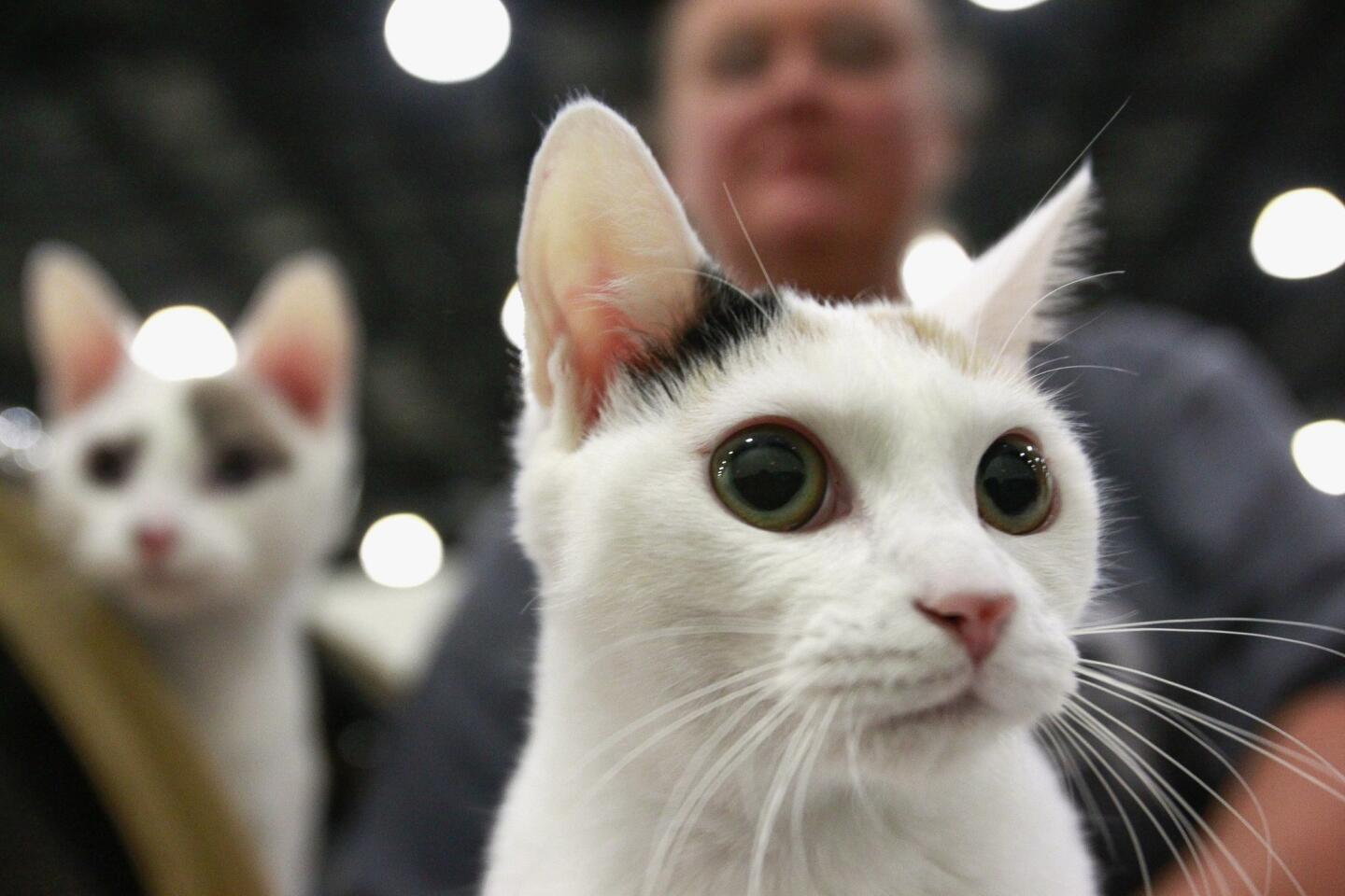 TICA Cat Show 2016 in San Diego