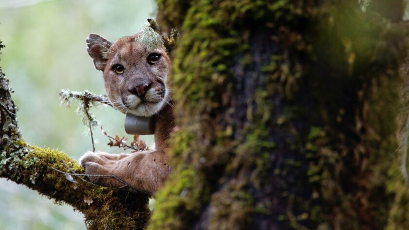 A male mountain lion sits in a tree as researchers try to recollar him in the Santa Cruz Mountains.