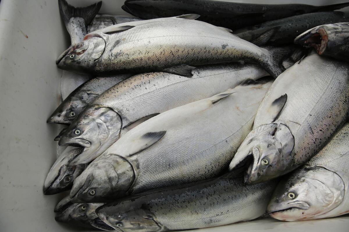 Off the hook: California king salmon rebounds after drought - Los Angeles  Times