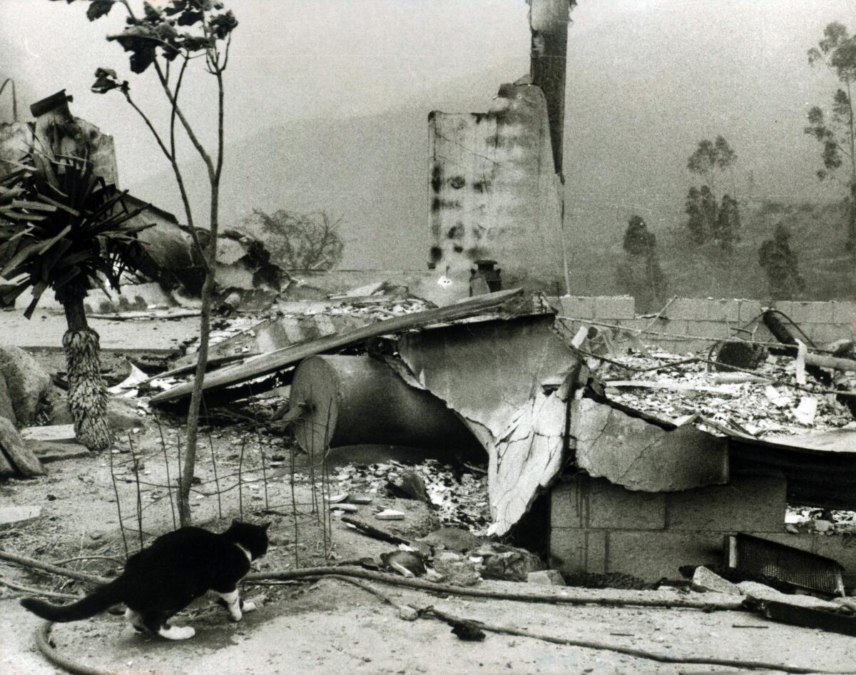 From the Archives: San Diego's Laguna fire made history 50 years ago - The San  Diego Union-Tribune