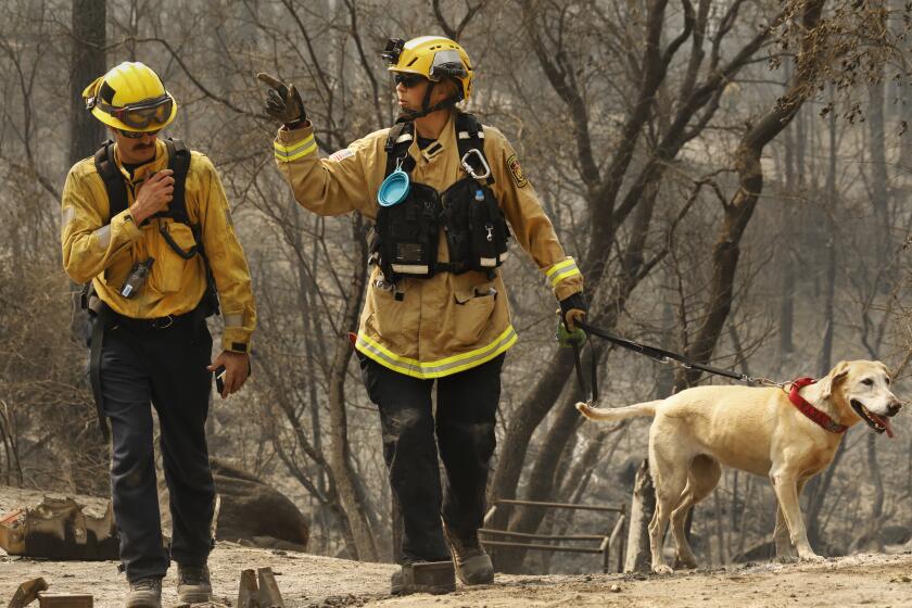 Butte County, California-Sept. 17, 2020-Margaret Stewart, center, and Ben Arnold, left, both with Los Angeles Fire Department Regional Task Force-9 along with working dog Veya, right, search rural Butte County for victims of the North Complex fire on Sept. 16, 2020. Members of the Los Angeles Fire Department Regional Task Force 9 search rural Butte County with canines for victims of the North Complex fire that has left over a dozen people dead. (Carolyn Cole/Los Angeles Times)