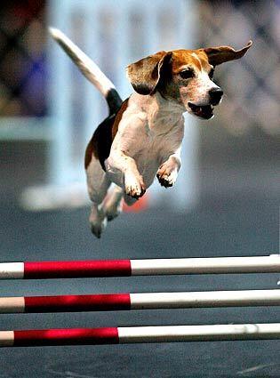 A beagle named Diva sails over a barrier during an agility competition at the AKC/Eukanuba National Championship in Long Beach last weekend.