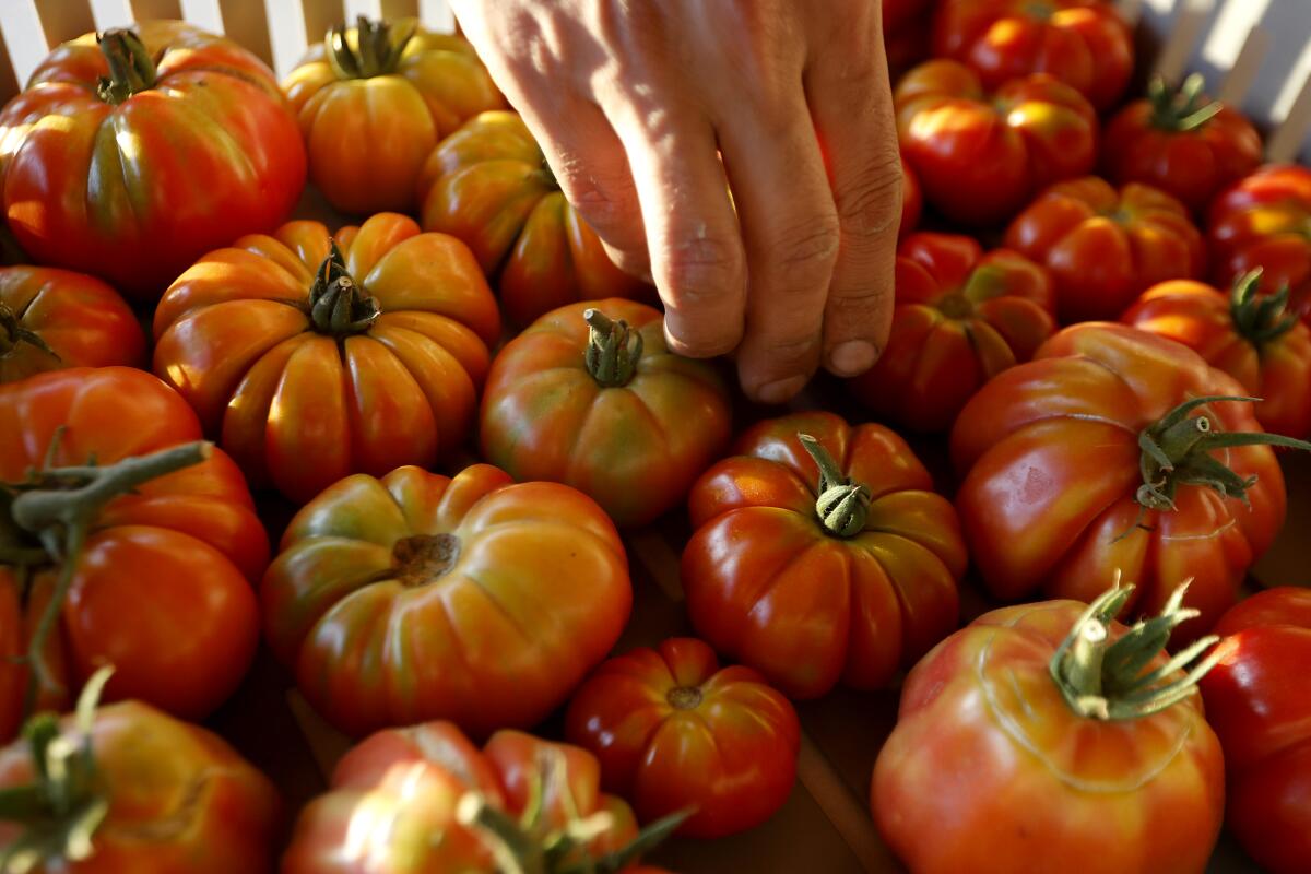 A hand dips into a pile of tomatoes.