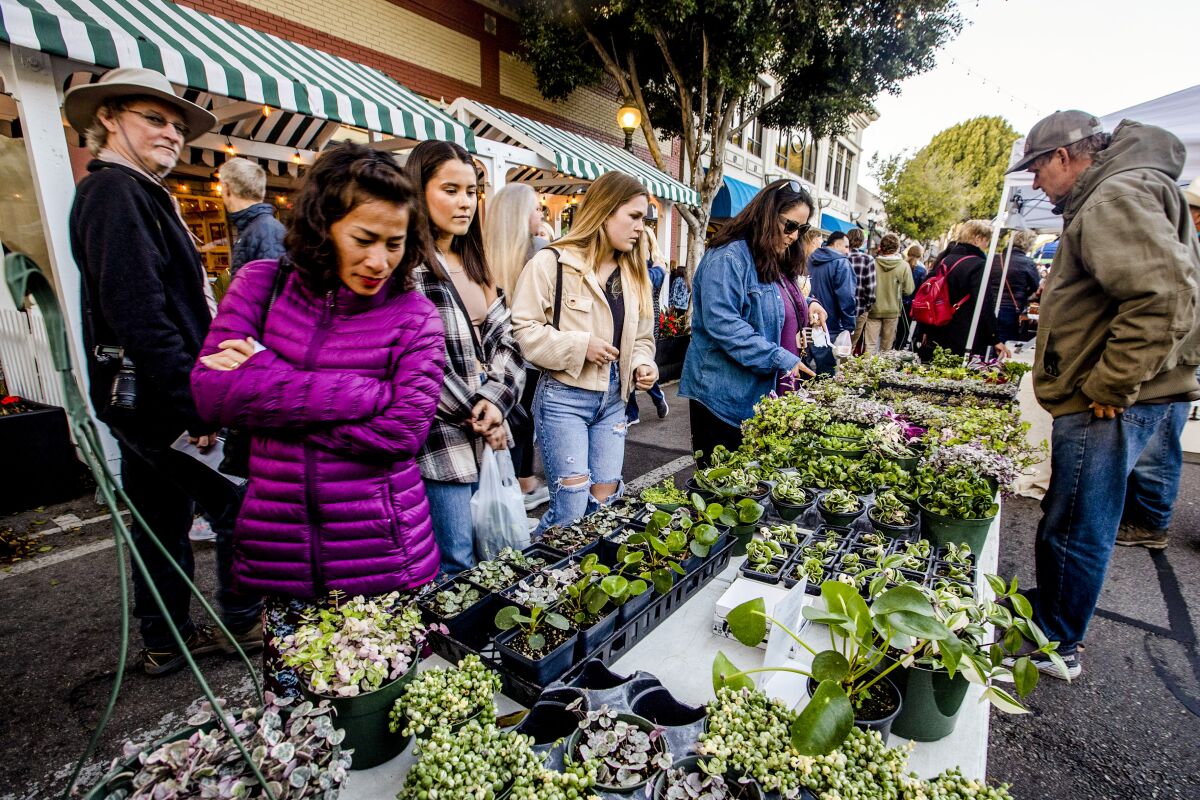 Patrons look over plants at a farmers market.