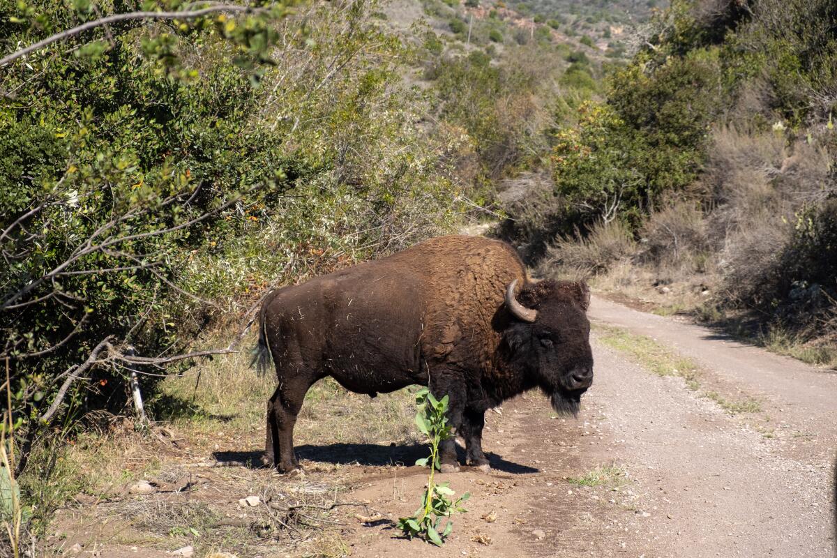 One of Catalina’s bison grazes on the roadside.