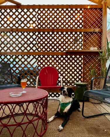 A black-and-white dog sits on the patio at Tabula Rasa Bar.
