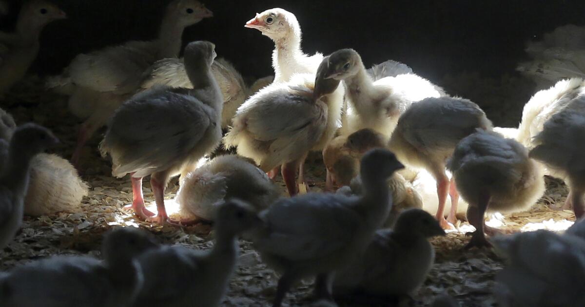 As human cases of bird flu grow, feds say flu vaccine could help prevent a new pandemic