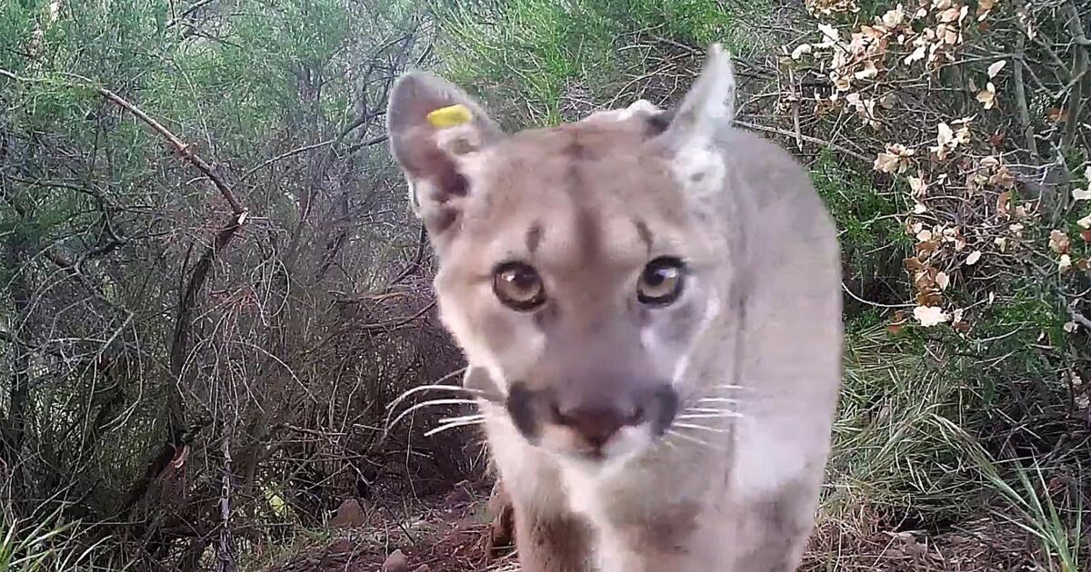 Mountain Lion and Bobcat Died From Effects of Rat Poison – NBC Los Angeles