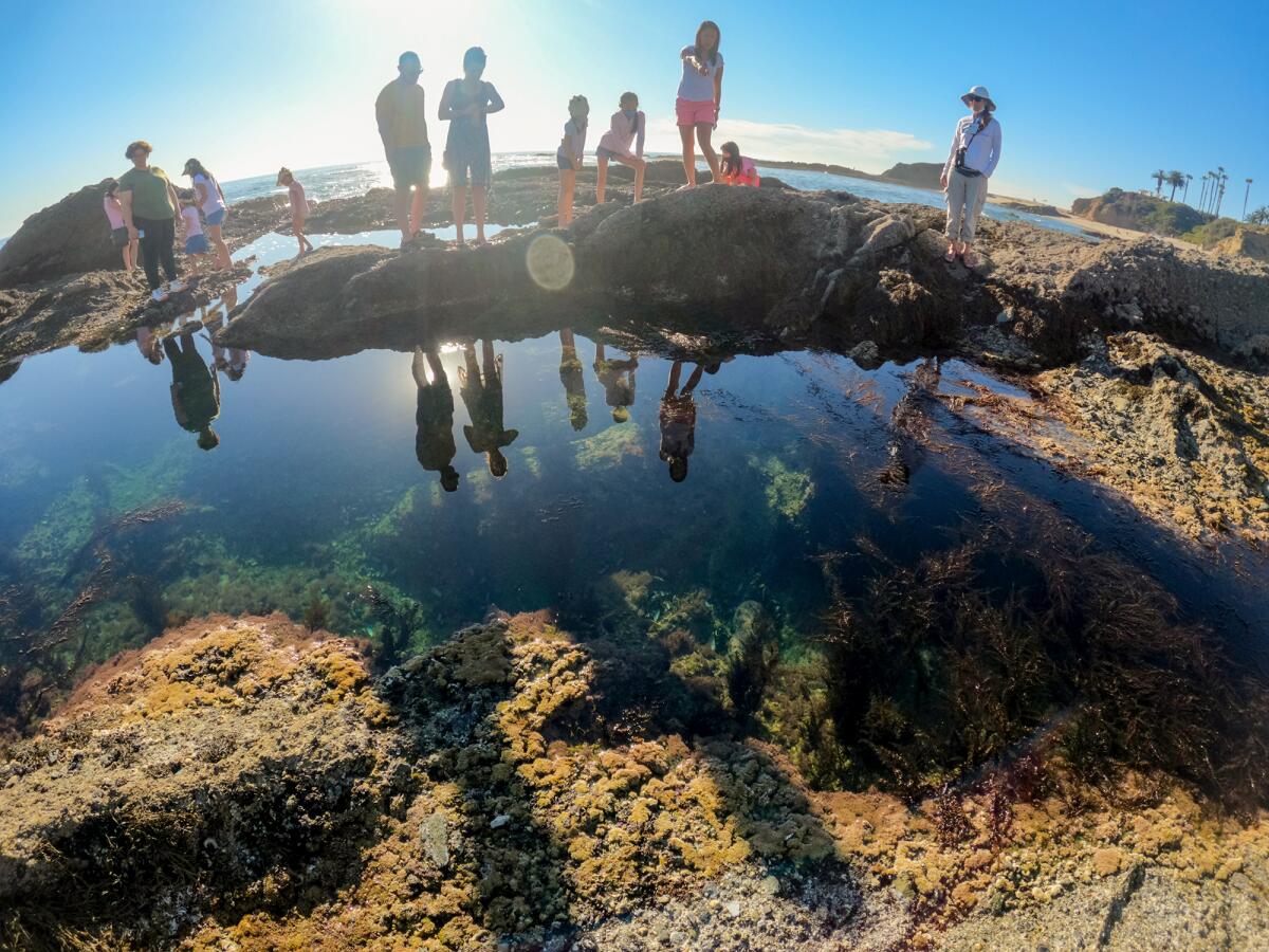 Hikers along the side of a deep tide pool in 2022 hope to see the resident octopus at the Montage in Laguna Beach.
